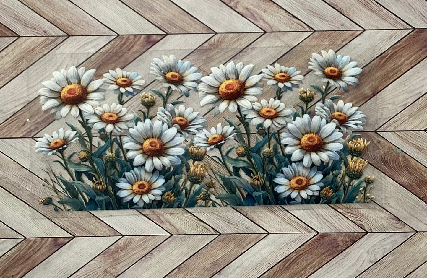 Field of daisies