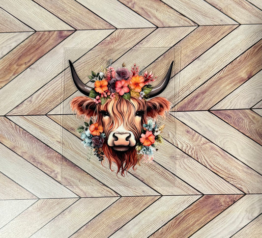 Highland cow