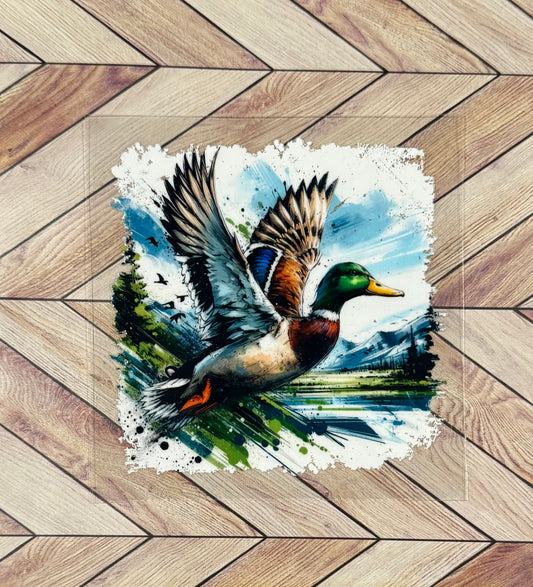Mallard duck