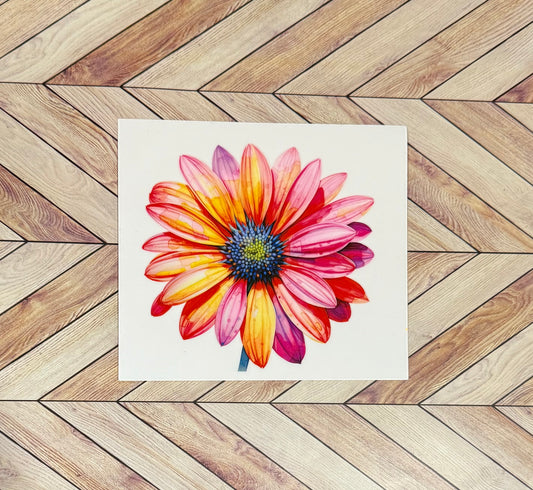 Colorful daisy